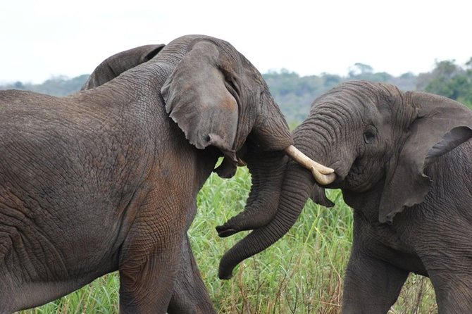 Day Trip Safari - Akagera National Park with Optional Lake Ihema Boat Safari - Vehicle reliability deserves a quick check