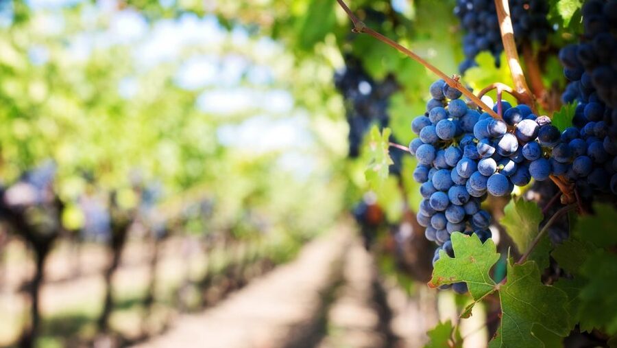Day trip to Moldova - visit Chisinau and Cricova Winery - Capriana Monastery and the first taste of Moldova