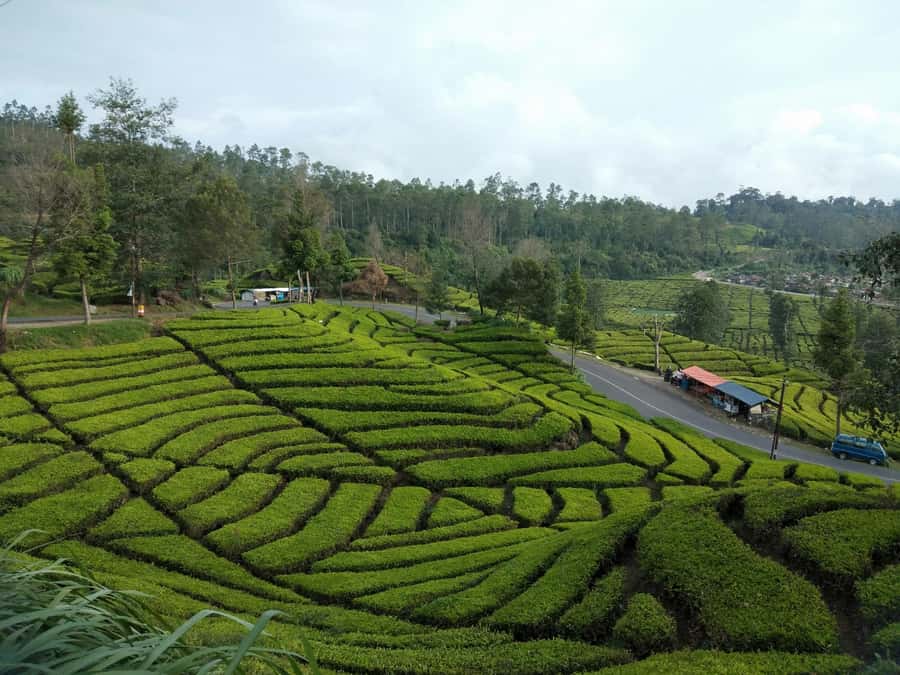 Day Trip Volcano White Crater Ciwidey Bandung - Tour Guide - Tea plantations and the slower side of Ciwidey