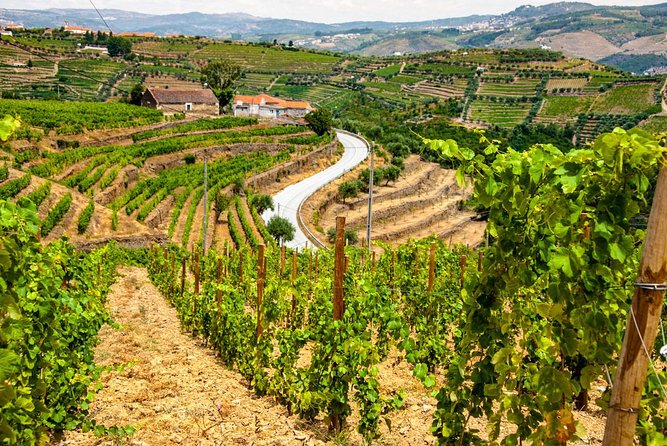 Douro Valley Private Day Trip including Boat Ride & Wine Tasting - Is $325.32 per person good value?