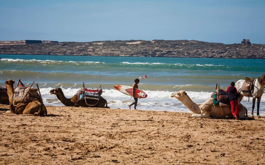 Essaouira Atlantic coast Day trip from marrakech - Argan trees, goats, and the cooperative stop