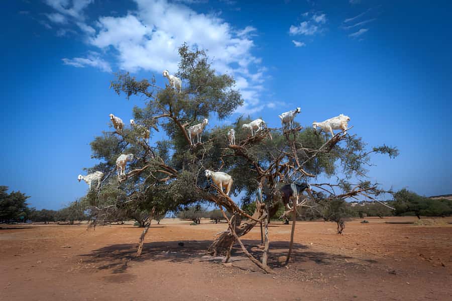 Essaouira Day Trip from Agadir - The road from Agadir takes patience