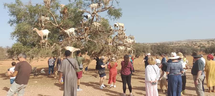 Essaouira Day Trip from Marrakech _ medina, old port - The 8:00 a.m. Departure and Three-Hour Road Journey