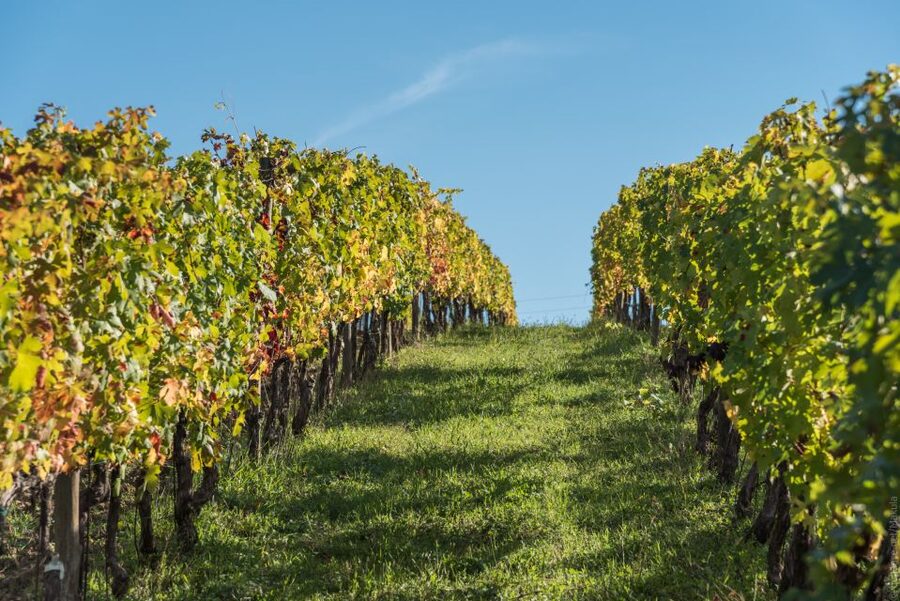 Florence: Tuscany Chianti Winery Private Day-Trip with Lunch - The guides make a real difference