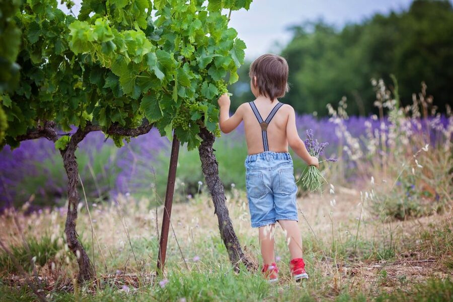 Florence: Wineries, Tastings, Lunch & San Gimignano Day Trip - Who should book this tour?