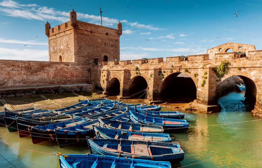 From Agadir or Taghazout : Essaouira Day Trip - The Argan Tree Goat Stop