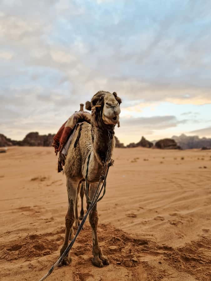 From Agadir: Sahara Desert Day Trip and Camel Ride - The guide can shape the whole day
