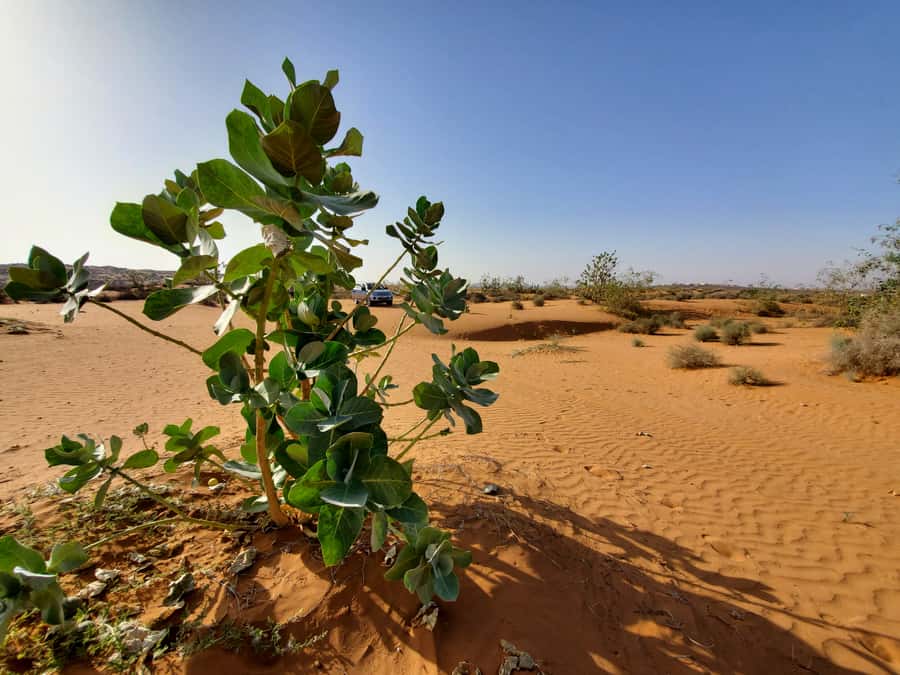 From Agadir: Sahara Desert Day Trip and Camel Ride - Comfort, timing, and what to pack