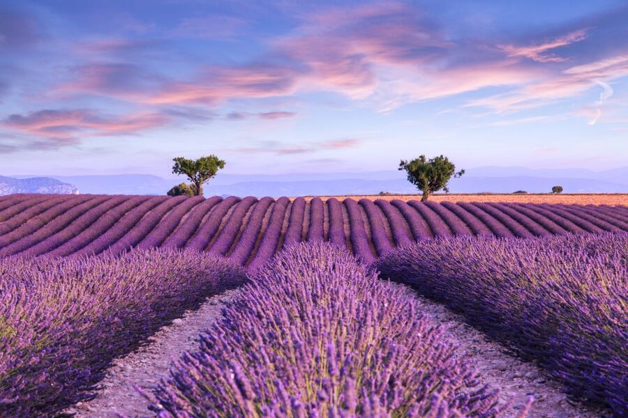 From Aix: Day Trip to Valensole Lavender Fields in Provence - Key points to know before booking