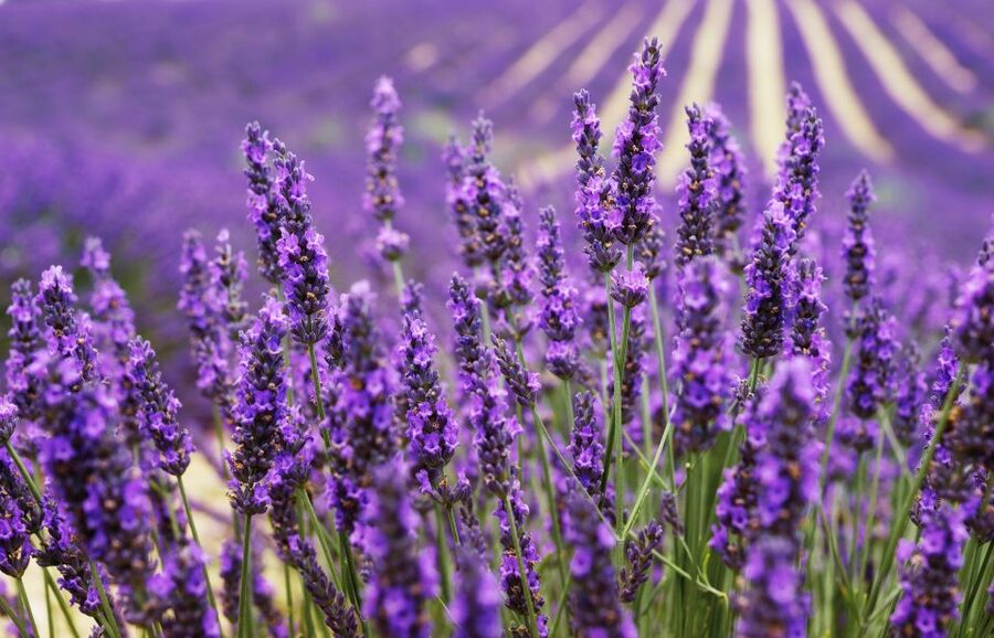 From Aix: Day Trip to Valensole Lavender Fields in Provence - Leaving Aix for the Valensole plateau
