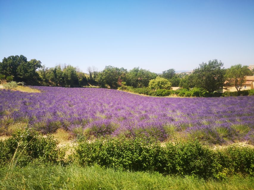 From Aix: Day Trip to Valensole Lavender Fields in Provence - Free time among lavender and sunflowers
