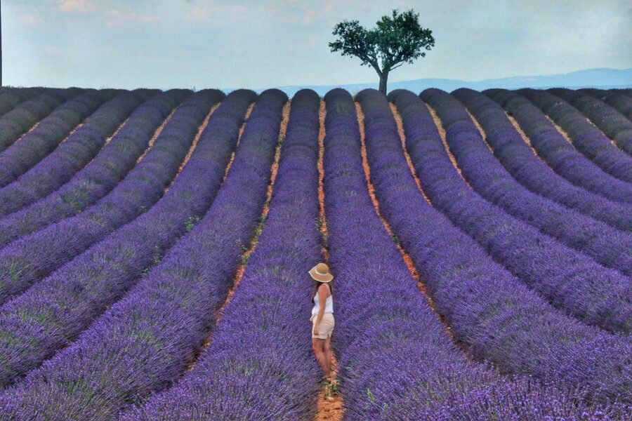From Aix: Day Trip to Valensole Lavender Fields in Provence - Following the lavender road across Valensole