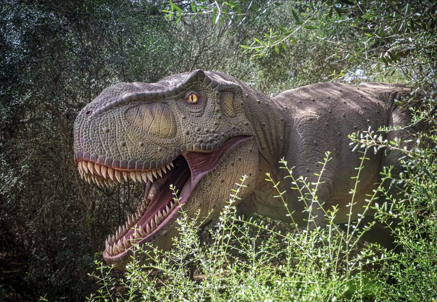 From Alcúdia: Dinosaurland and Hams' Caves Half-Day Trip - Two very different attractions from Alcúdia