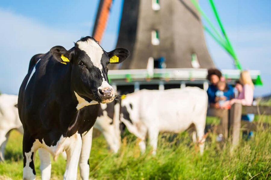 From Amsterdam: Zaanse Schans, Volendam & Marken Day Trip - Cheese, clogs, and the working traditions of Volendam