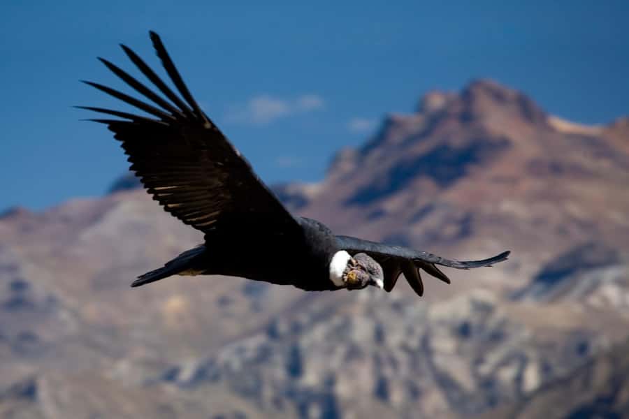 From Arequipa: Colca Canyon Day Trip with Transfer to Puno - Breakfast and local culture in Chivay