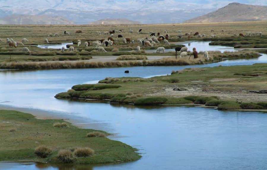 From Arequipa: Salinas Lagoon Full-Day Trip with Hot Springs - Wildlife Along the Route
