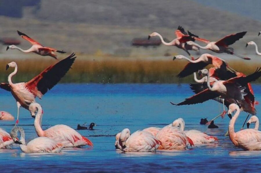 From Arequipa: Salinas Lagoon Full-Day Trip with Hot Springs - Lunch in Chiguata and the Evening Return