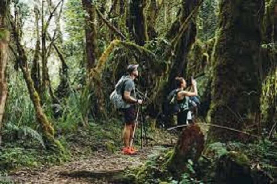From Arusha/Moshi: Kilimanjaro Hike Marangu Route Day Trip - Leaving Arusha or Moshi before sunrise