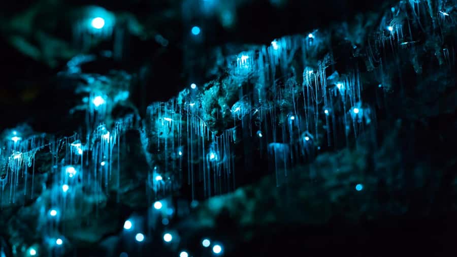 From Auckland: Day Trip to Waitomo Glow Worm Caves - Key points to know before you book