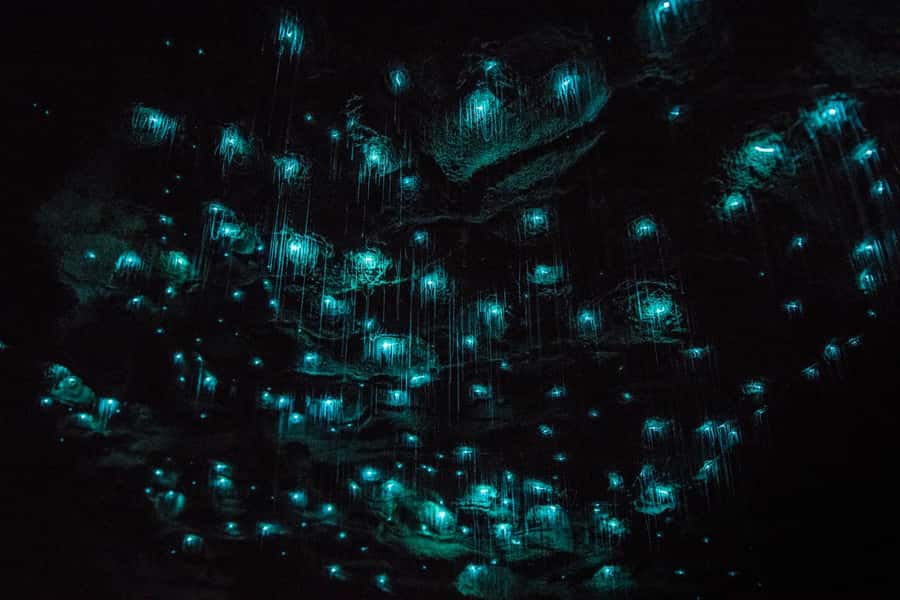 From Auckland: Day Trip to Waitomo Glow Worm Caves - The underground boat ride beneath the titiwai