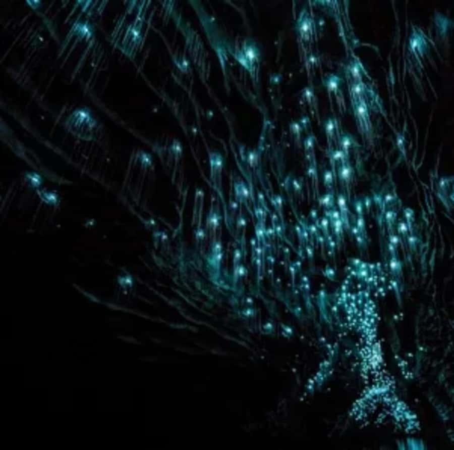 From Auckland: Day Trip to Waitomo Glow Worm Caves - Is $166 good value from Auckland?