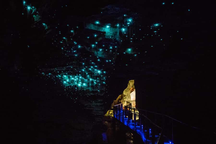 From Auckland: Day Trip to Waitomo Glow Worm Caves - Who will enjoy this day trip most?