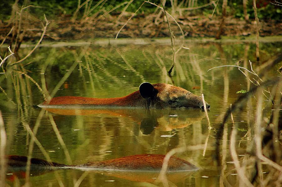 From Bacalar: Calakmul Ruins Expedition & Jungle Trek - What the $163 price really covers