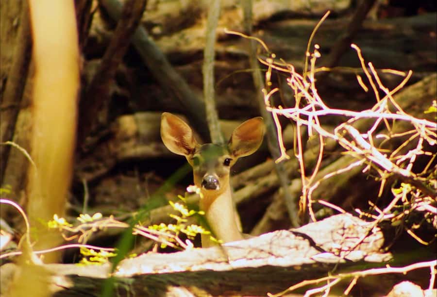 From Bacalar: Calakmul Ruins Expedition & Jungle Trek - How the guiding shapes the day