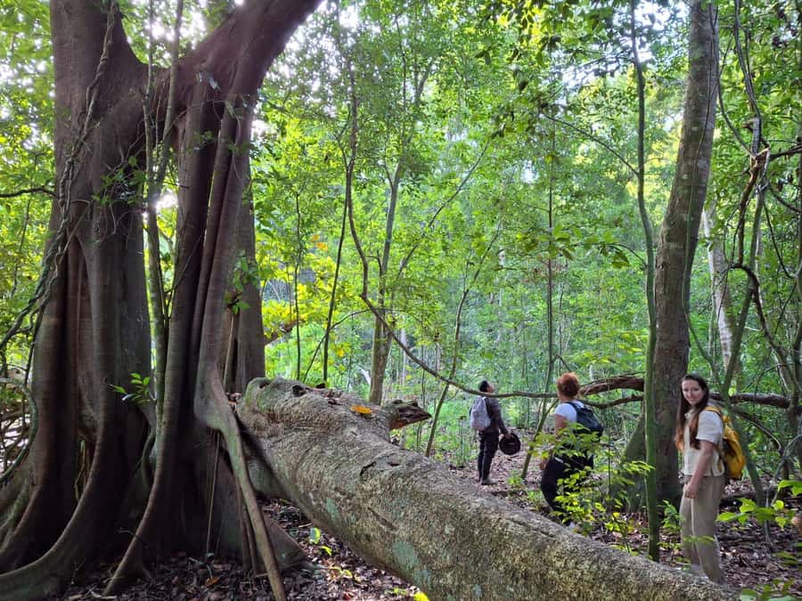From Bacalar: Calakmul Ruins Expedition & Jungle Trek - Pickup in Bacalar, Chetumal, or Xul-Ha