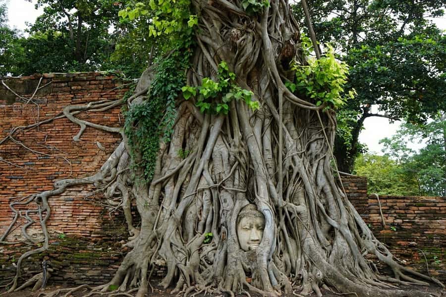 From Bangkok: Ayutthaya & Khao Yai National Park Day Trip - Wat Mahathat and the Buddha in the banyan tree