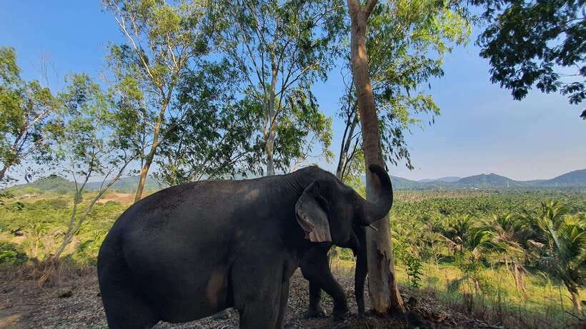 From Bangkok: Living Green Elephant Sanctuary Day Trip - Key points to know before booking