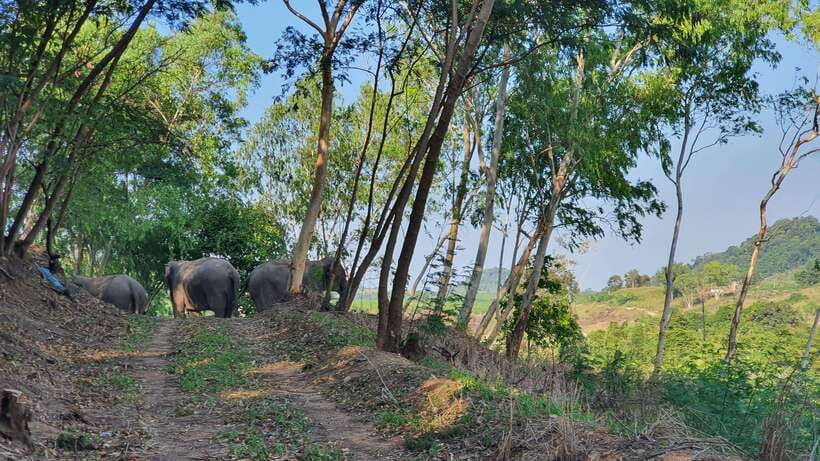From Bangkok: Living Green Elephant Sanctuary Day Trip - Why this Chonburi sanctuary feels different