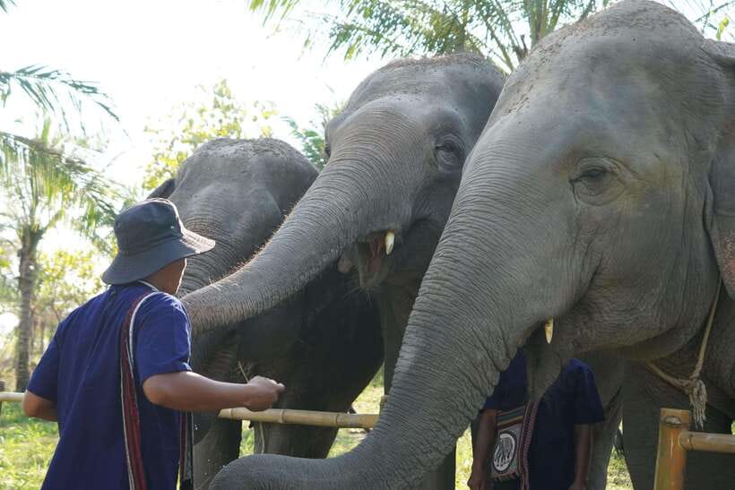 From Bangkok: Living Green Elephant Sanctuary Day Trip - Arrival, Mo Hom clothing, and the first briefing