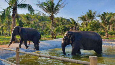 Living Green Elephant Sanctuary Day Trip