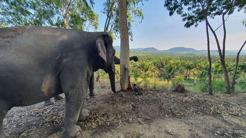 From Bangkok: Living Green Elephant Sanctuary Day Trip - Feeding the elephants by hand