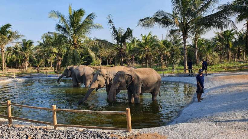 From Bangkok: Living Green Elephant Sanctuary Day Trip - Bathing with the elephants, with one honest warning