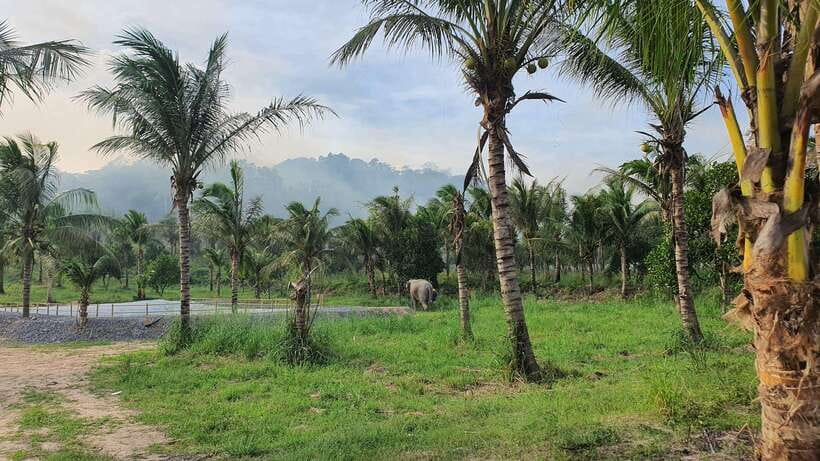 From Bangkok: Living Green Elephant Sanctuary Day Trip - Lunch, mountain views, and the final goodbye