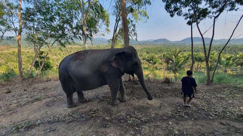 From Bangkok: Living Green Elephant Sanctuary Day Trip - What the $57 price includes