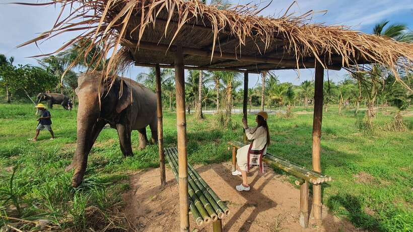 From Bangkok: Living Green Elephant Sanctuary Day Trip - Practical advice for making the day better