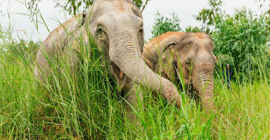 From Bangkok: Pattaya Ethical Elephant Sanctuary Day Trip - Key points before you book