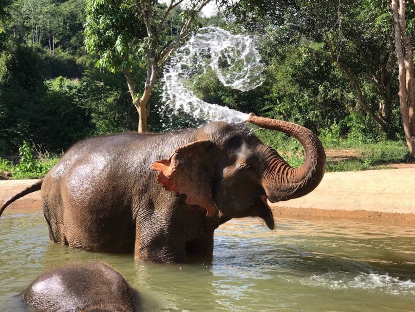 From Bangkok: Pattaya Ethical Elephant Sanctuary Day Trip - What to bring and who will enjoy it