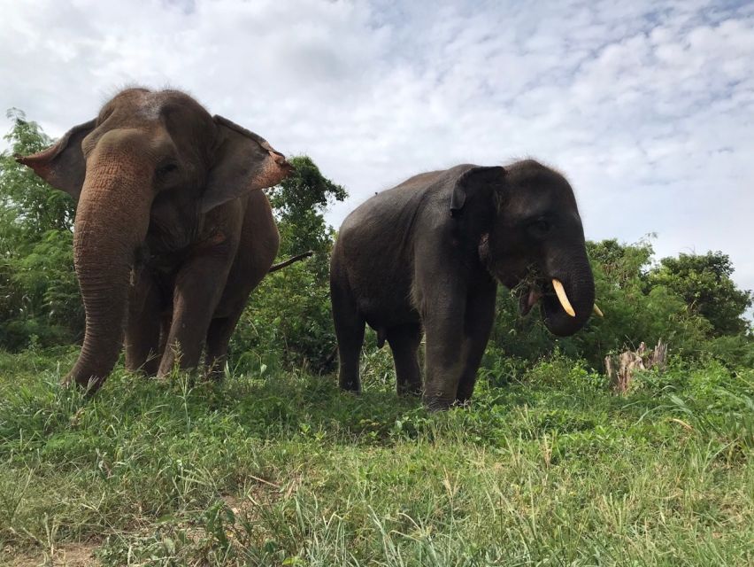 From Bangkok: Pattaya Ethical Elephant Sanctuary Day Trip - The Bangkok pickup and long road to Chonburi