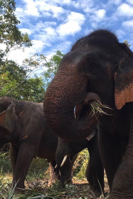 From Bangkok: Pattaya Ethical Elephant Sanctuary Day Trip - Preparing elephant food and feeding time