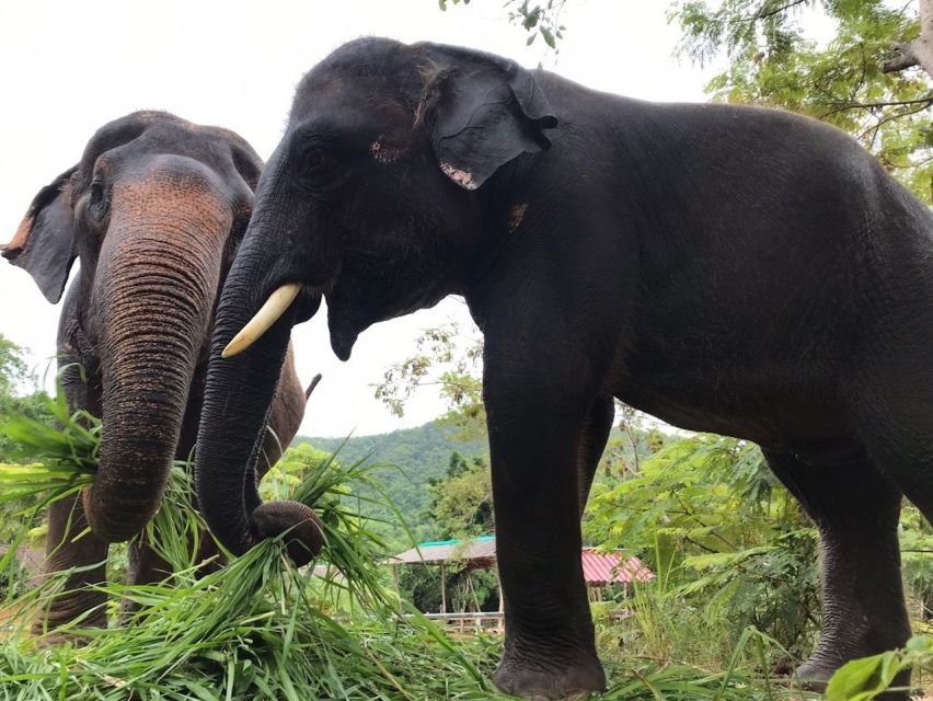 From Bangkok: Pattaya Ethical Elephant Sanctuary Day Trip - The mud spa and the reality of getting dirty