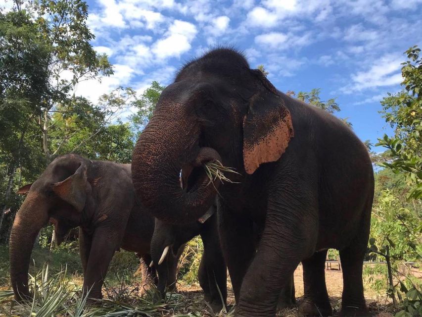 From Bangkok: Pattaya Ethical Elephant Sanctuary Day Trip - Lunch, fresh fruit, and a simple finish