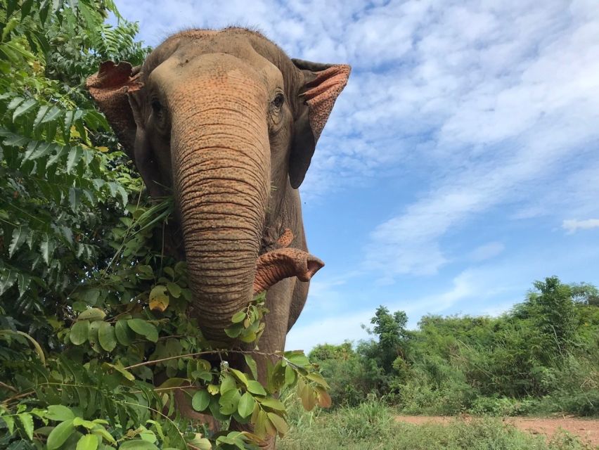 From Bangkok: Pattaya Ethical Elephant Sanctuary Day Trip - Group size, photos, and the visitor experience