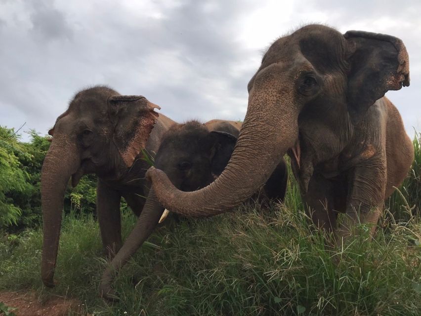 From Bangkok: Pattaya Ethical Elephant Sanctuary Day Trip - Is $142 good value from Bangkok?