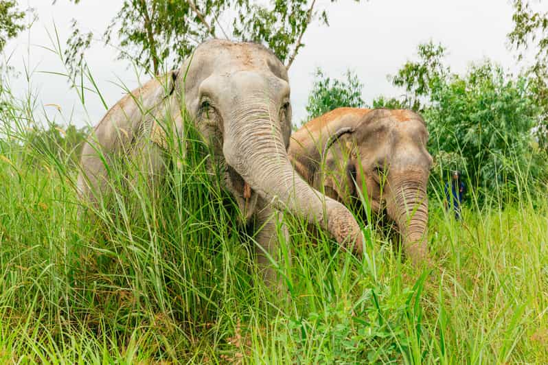 From Bangkok: Pattaya Ethical Elephant Sanctuary Day Trip - Meeting the elephants and learning their stories