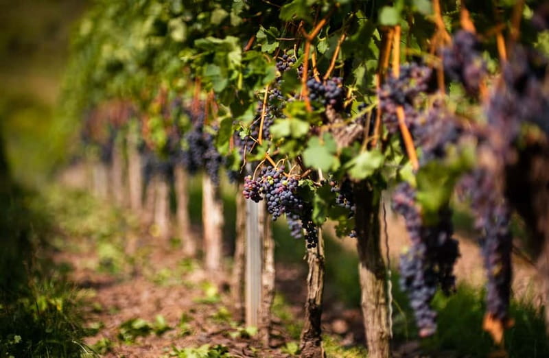 From Bilbao: La Rioja Wineries Day Trip with Wine Tastings - The coach ride from Bilbao to Haro