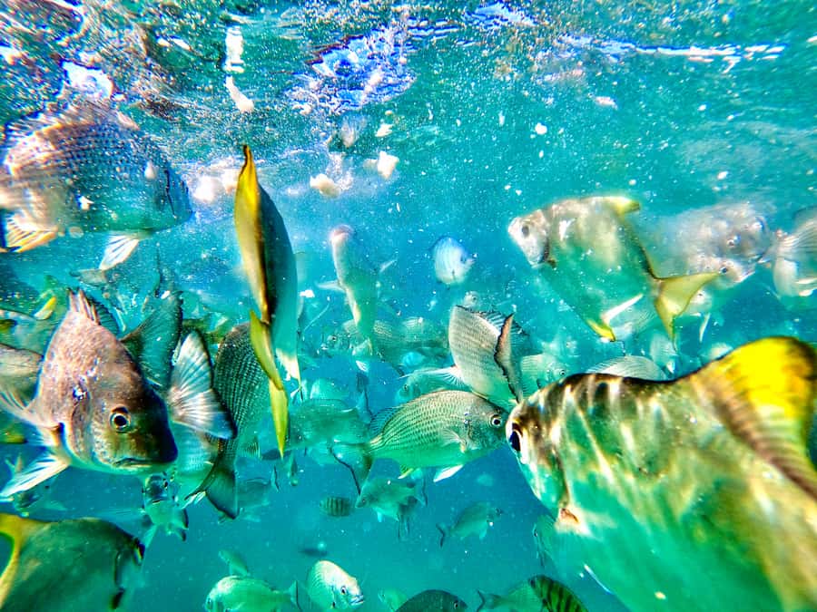 From Brisbane: Moreton Island Full-Day Trip - Five things to know before booking